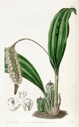 Pholidota imbricata